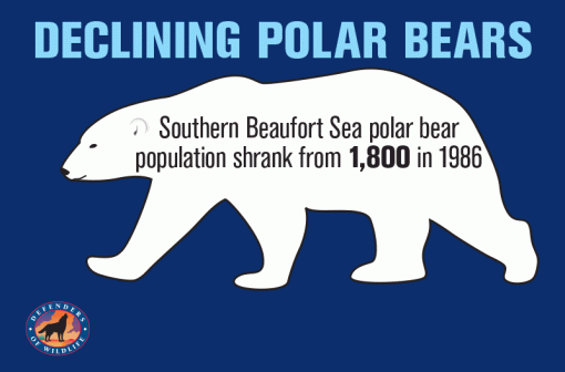 Declining polar bear population