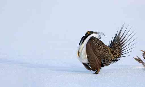 Greater Sage-Grouse in snow
