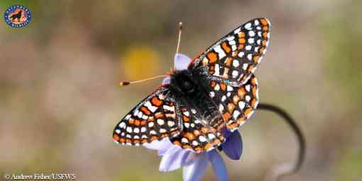 Quino checkerspot butterfly