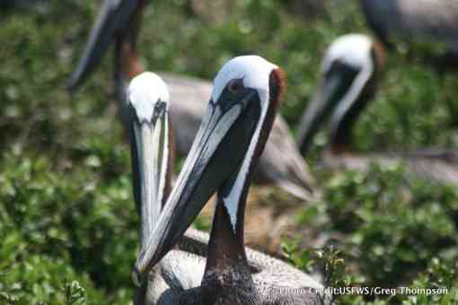 Nesting brown pelicans on Breton Island NWR