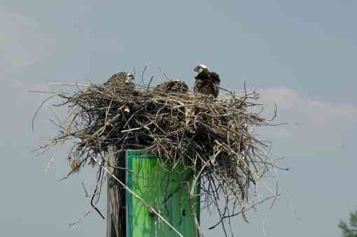 Osprey nest Chesapeake Bay in Maryland