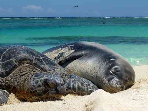 Hawaiian sea turtle and monk seal 