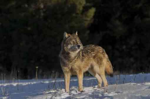 Gray wolf yellowstone Lamar valley