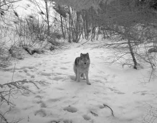 A remote camera took this image of a wolf from the Minam Pack 