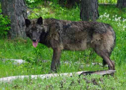 A 100 lb adult male wolf was GPS radio-collared in the Mt Emily unit 