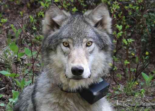 A 72 pound female wolf of the Minam Pack, after being radio-collared on June 3, 2014