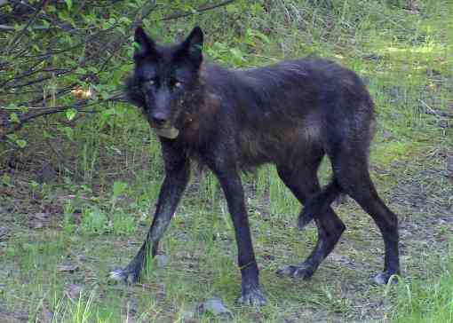 OR-13, a female gray wolf of the Wenaha pack