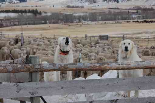 Livestock Guardian Dogs 