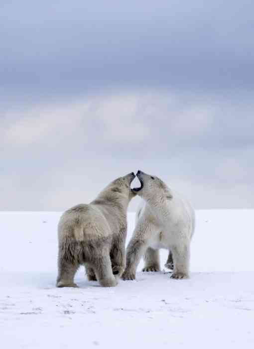 Polar bears Arctic 