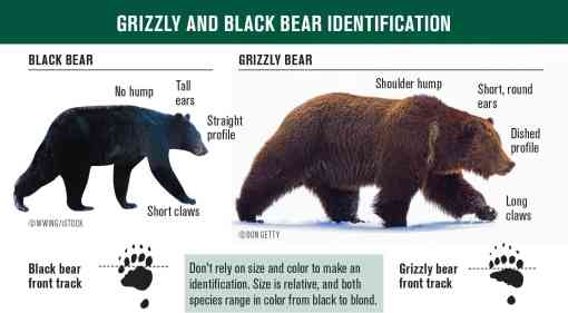 Bear ID Card