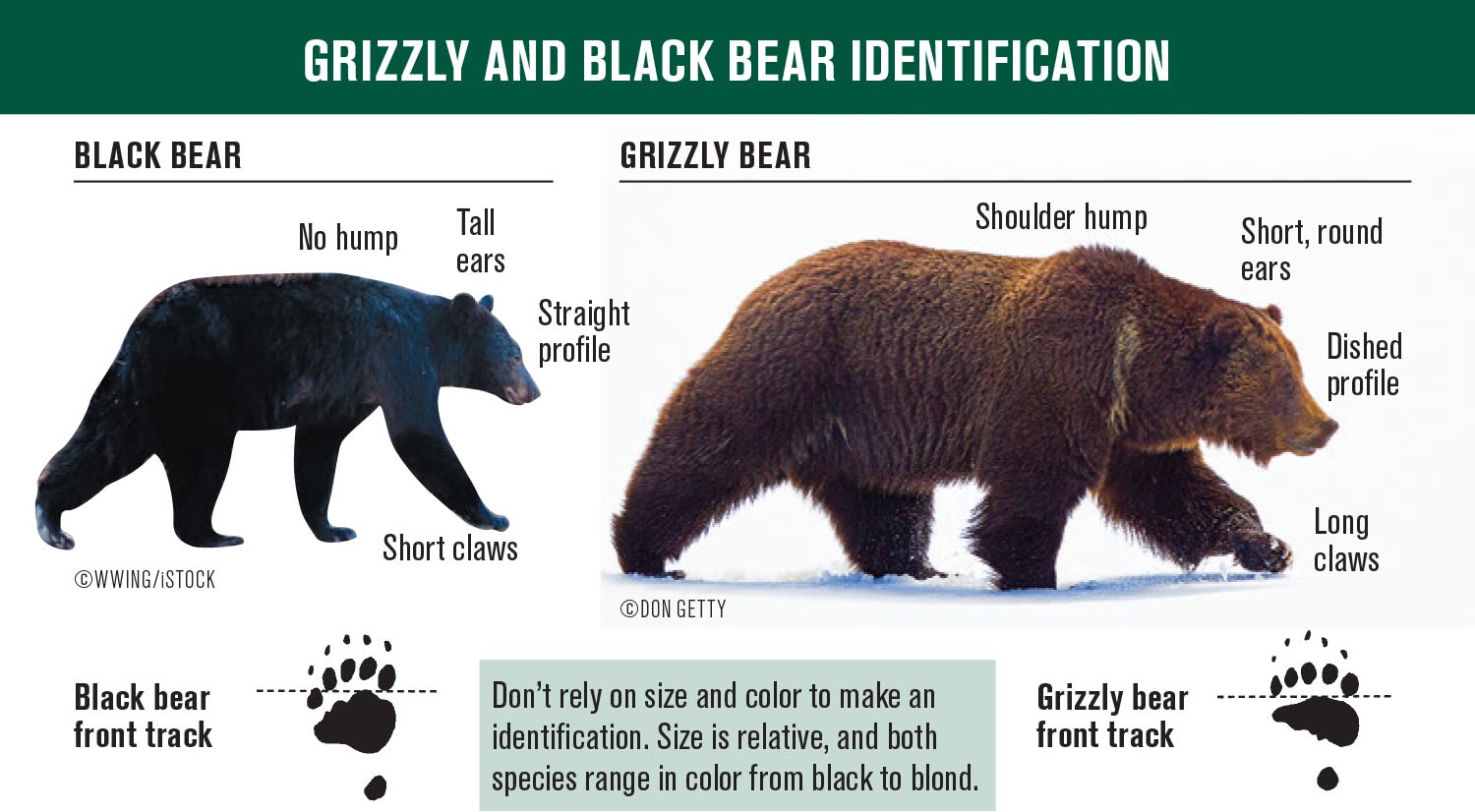 Black bear guide: how to identify, where to find them and what to