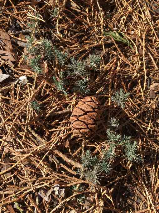Giant sequoia cone and seedlings 
