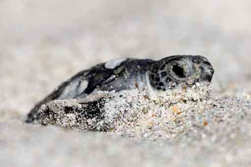 Green sea turtle hatchling at Archie Carr NWR