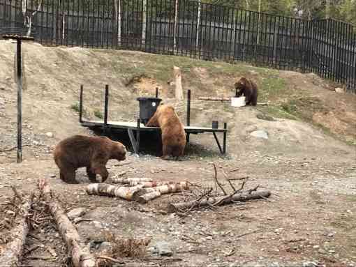 The bears test out bear-resistant containers