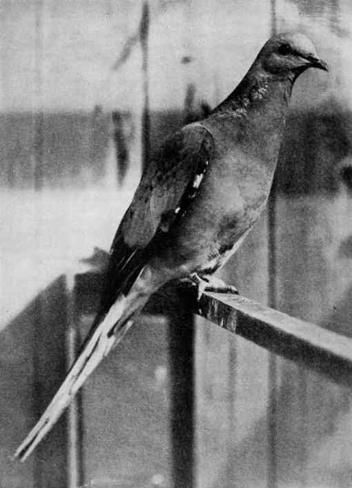 Live male passenger pigeon