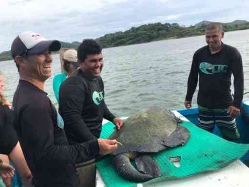 Members of ETC releasing a turtle after tagging