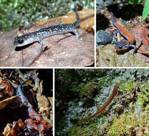 Salamander collage