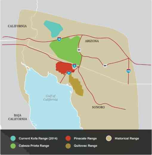 Sonoran pronghorn historical range map 