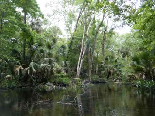 Wacissa River and Slave Canal trees
