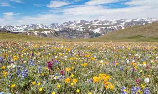 Wildflowers on beartooth pass, Yellowstone NP 