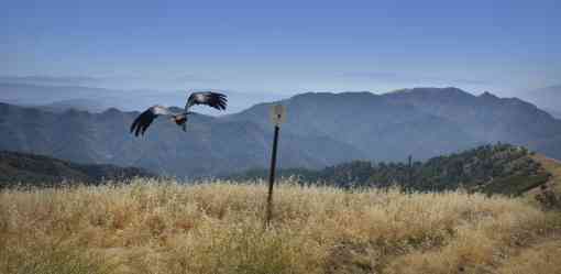 California Condor Release at Hopper Mountain NWR Near Los Padres National Forest