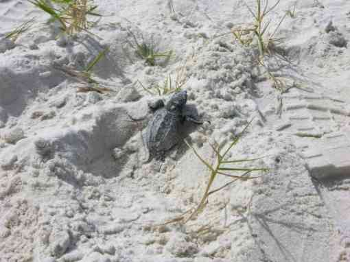 Kemp's Ridley Sea Turtle hatchling