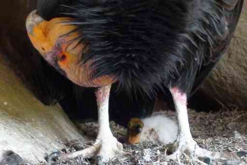 California condor and chick Hopper Mountain NWR