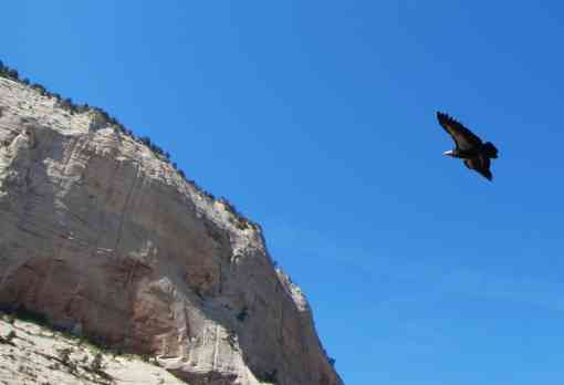 California condor soaring over Angels Landing Zion