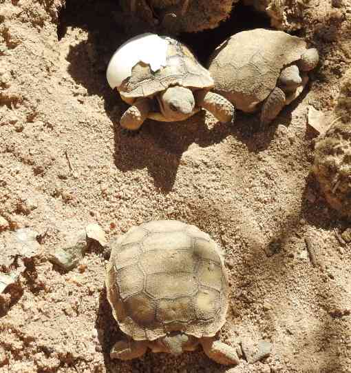 Agassiz's desert tortoise hatchlings