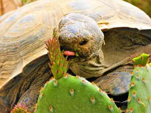 Agassiz's desert tortoise eating cactus