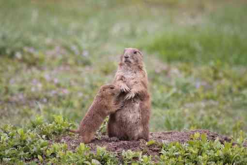 Prairie dog mom and pup 