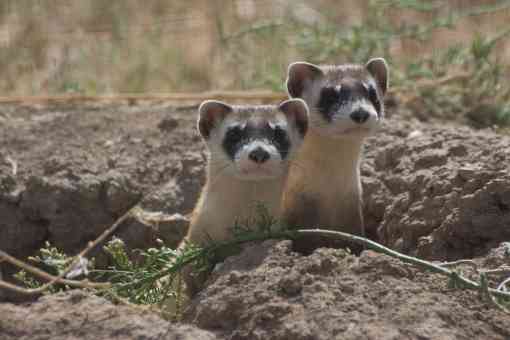 Black-footed ferrets 
