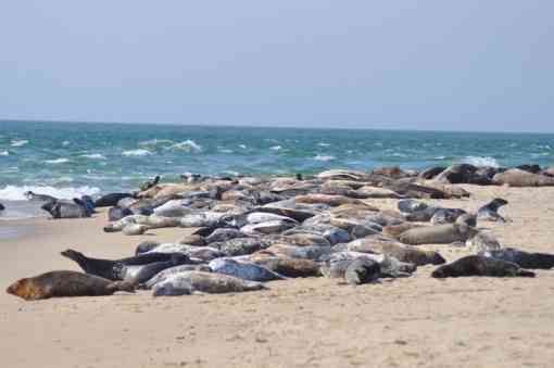 Seals at Nantucket National Wildlife Refuge in Massachusetts