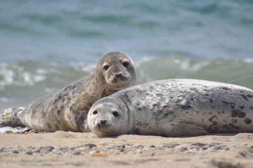 Seals at Nantucket NWR in MA 