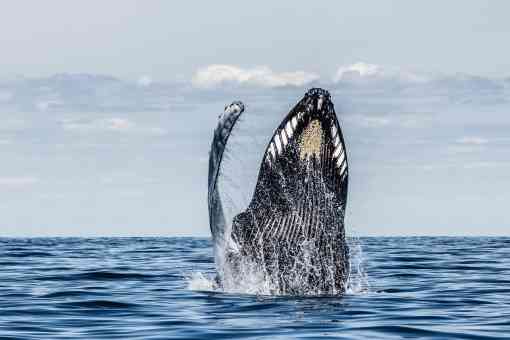 Humpback whale breaching Stellwagen Bank MA 