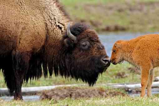 Bison cow and calf Madison River in Yellowstone National Park