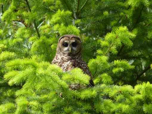 Northern spotted owl near Roseburg, Oregon