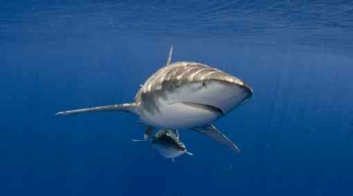 Oceanic whitetip shark Atlantic