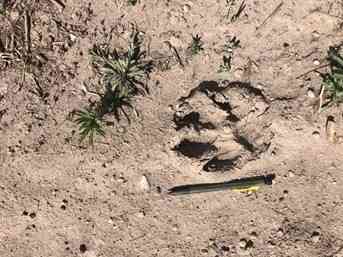 mexican gray wolf pawprint