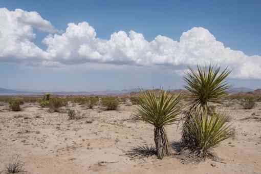 Clouds with Mojave yucca in Pinto Basin