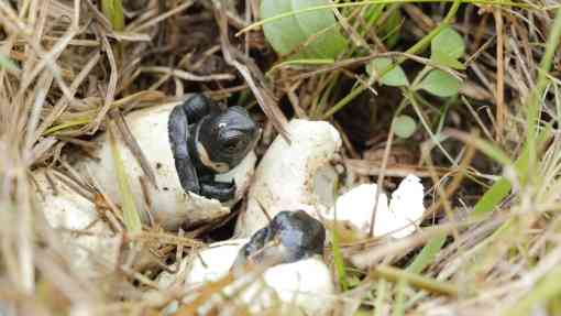 Bog Turtle Eggs 