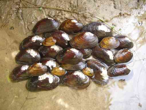 James spinymussel