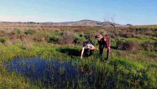 Park Ranger Lisa Cox and Biologist John Martin look for endangered San Diego fairy shrimp in vernal pools