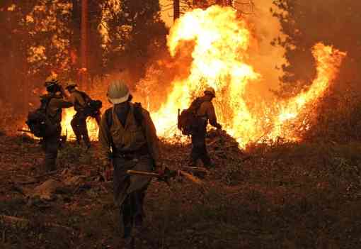Silver State Interagency Hotshot Crew at work on a burning operation at the Rim Fire on the Stanislaus National Forest in California.