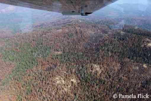 Flying high above the Sierra National Forest to observe the 2017 Railroad Fire, which burned in an area of high tree mortality from beetle damage in the central Sierra Nevada
