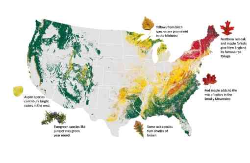 Map of forest colors of the US by tree type