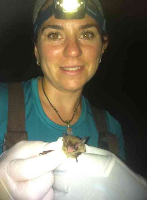 DC Bat Survey Lindsay Beall with Northern Long-Eared Bat 