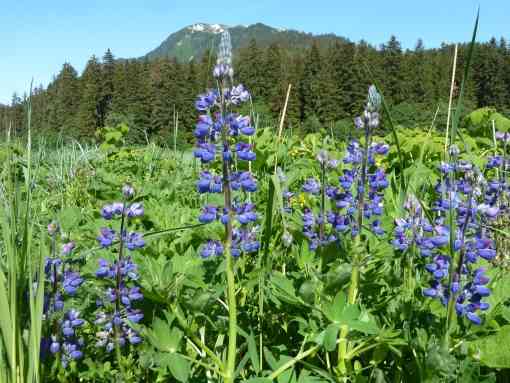 Lupine flowers in Kootznoowoo Wilderness, Admiralty Island National Monument, Tongass National Forest, Alaska