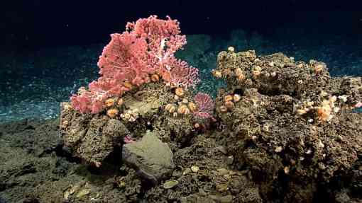 Cup corals and bubblegum corals Northeast Canyons and Seamounts MNM 