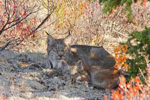 Canada lynx in Denali NP